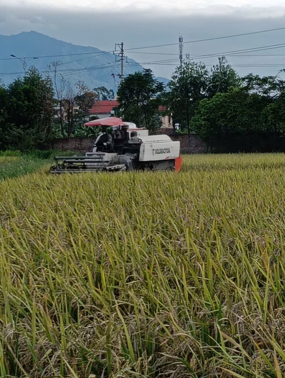 Vụ mùa bội thu tại dự án Khu công nghệ cao Bình Xuyên