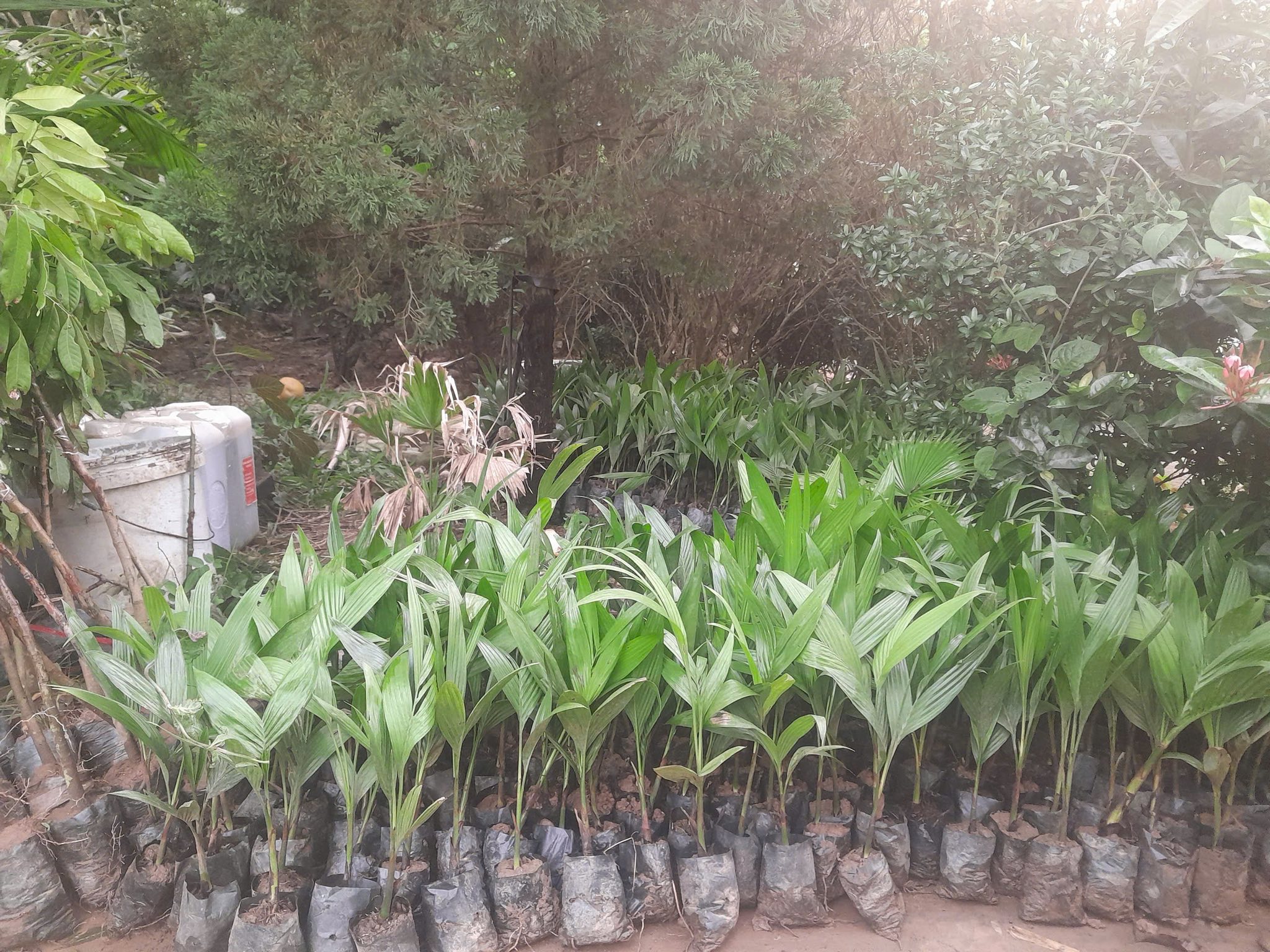 Công ty TNHH Nông Lâm Nghiệp ứng dụng CNC Bình Xuyên tiếp tục sự nghiệp 10 năm trồng cây