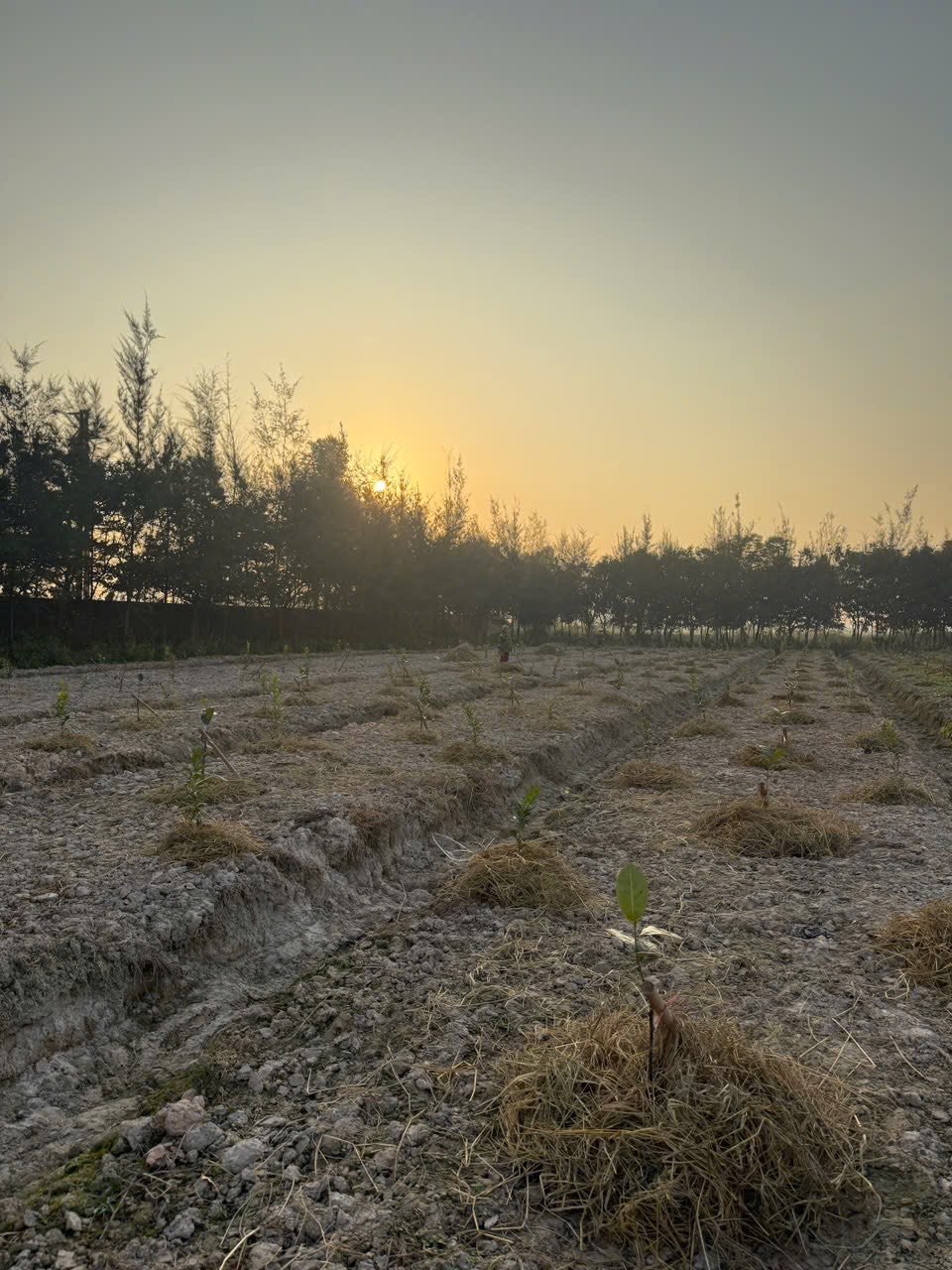 Công ty TNHH Nông Lâm Nghiệp ứng dụng CNC Bình Xuyên triển khai nghiên cứu phát triển các giống mít, chanh